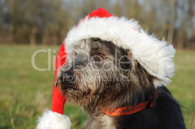 Hund mit Weihnachtsmütze