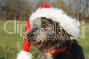 Hund mit Weihnachtsmütze