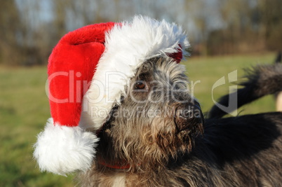 Hund mit Weihnachtsmütze