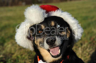 Hundeporträt mit zweifarbigen Augen und Weihnachtsmütze