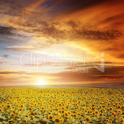 beautiful sunset over sunflowers field