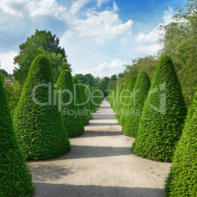 Beautiful alley in the park