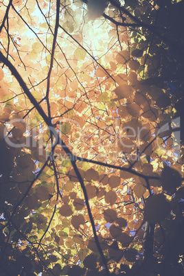 Blätter in herbstlichen Farben - Gegenlicht