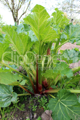 big bush of rhubarb