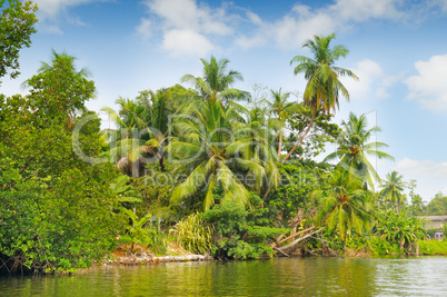 Tropical palm forest on the river bank