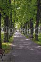 Green city park in sunny summer day