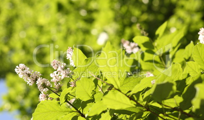 lilac at spring