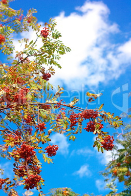 ashberry at dry sunny day