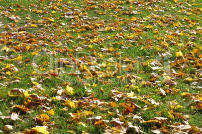 yellow maple leafs on earth