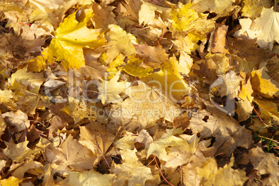 yellow maple carpet at autumn