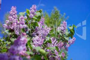 Lilac at Spring