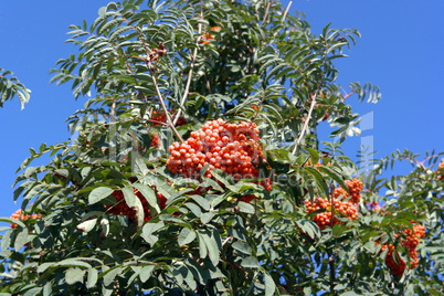 ashberry at dry sunny day