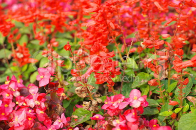 red little flowers