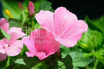 Beautiful pink flower