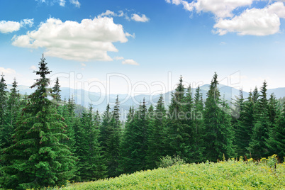 Beautiful pine trees