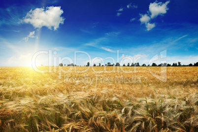 Beautiful sunrise over a field of wheat