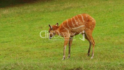Calf Kudu Antelope