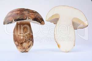 Bronze Bolete mushroom cross section