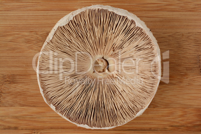 Parasol mushroom from below