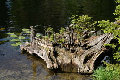 Baumwurzel im Großen Arbersee