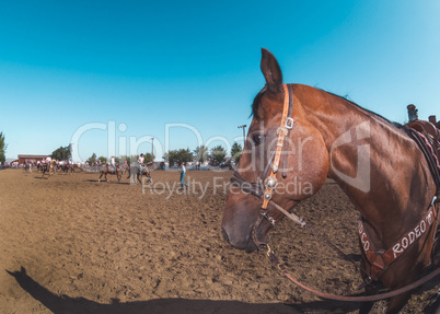 Rodeo Horse