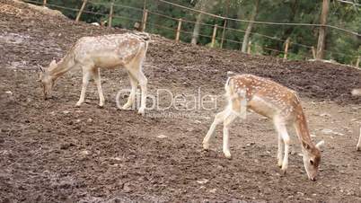 Young fallow deers