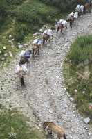 Horses laden with baggage climb the mountain