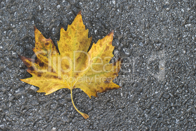 Autumn leaf on sidewalk.