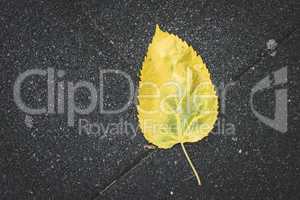 Autumn leaf on sidewalk.