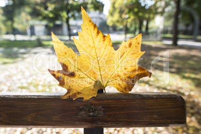 Autumn leaf on a bench in a park