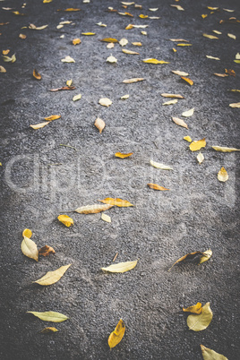 Autumn leaf on sidewalk