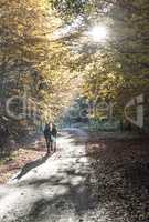 Horse and autumn trees in a forest