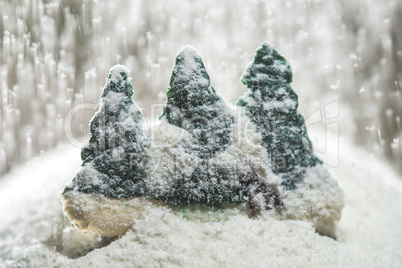 Pine trees during the winter