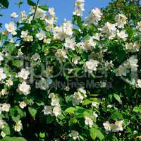 blooming jasmine bush on a background of blue sky