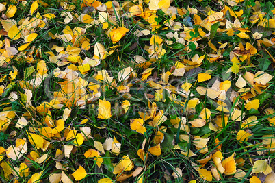 Natural autumn background of yellow leaves