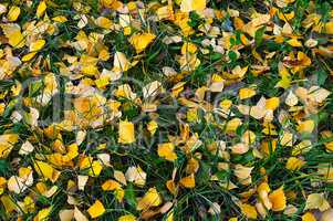 Natural autumn background of yellow leaves