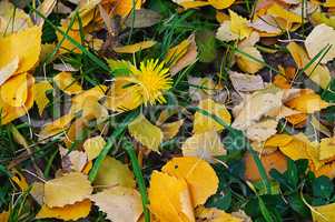 Natural background of yellow autumn leaves