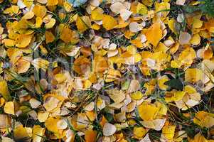 Natural background of yellow autumn leaves