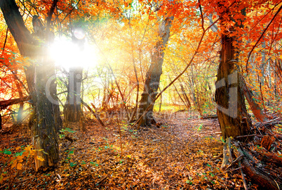 Colorful autumn forest