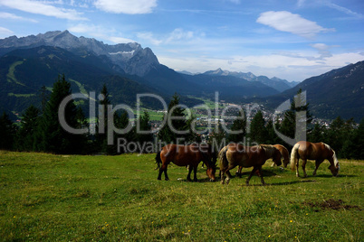 Pferde auf der Alm