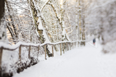 Wandern im Wald mit Schnee, hiking in a forest with snow
