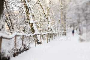 Wandern im Wald mit Schnee, hiking in a forest with snow