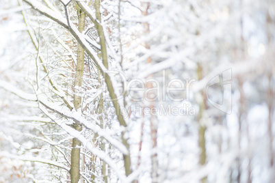 Baum mit Schnee, tree with snow