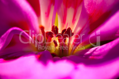 Macro of a little flower