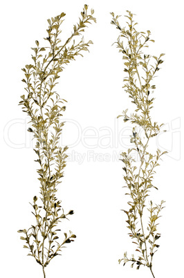 Christmas decorative golden leaves