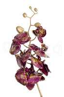 Golden and purple Christmas decoration