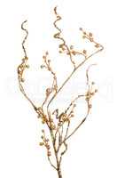 Golden Christmas decoration branches