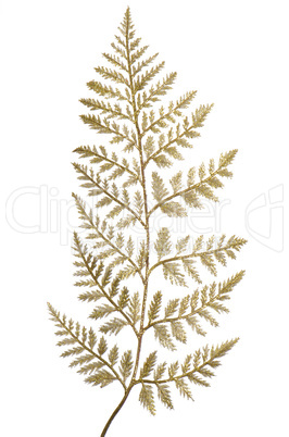 Christmas decorative golden leaves