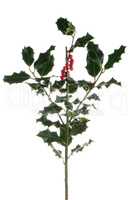 Christmas holly branch