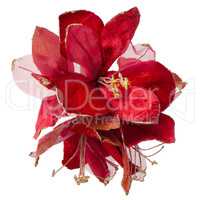 Red Christmas decoration